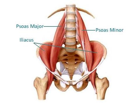 Hip Flexors Diagram